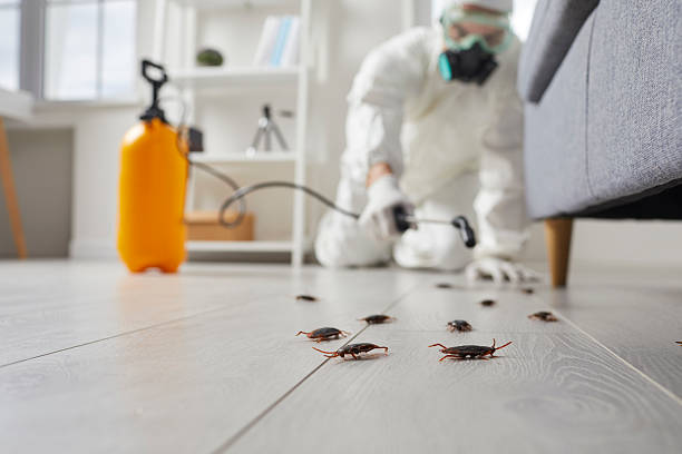 Commercial Kitchen Cockroach Control in Highland Lakes